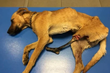 Atchi, un chien visé par un tir de plomb et sauvé par RPA 974