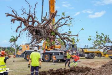 Le Port: transplantation d'arbres à Saint-Denis