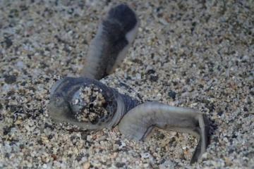 Kelonia survie bébés tortues nids