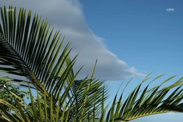 météo réunion 
