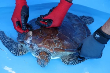 Tortues Kélonia 