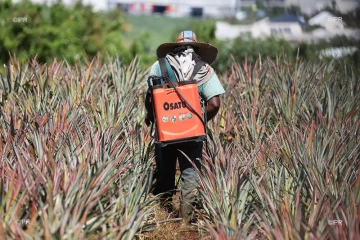 pesticide 