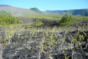 Coulée de 2004