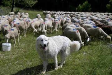 Un patou monte la garde à côté d'un troupeau de moutons, le 27 juin 2024 à Saint-Etienne-les-Orgues, dans les Alpes-de-Haute-Provence ( AFP / Nicolas TUCAT )
