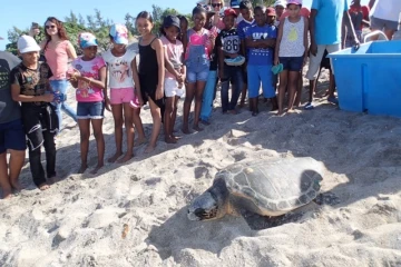 Kélonia : la tortue Evelyne remise en liberté