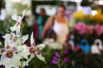 salon Flore et halle