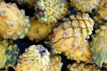 légumes et fruits 