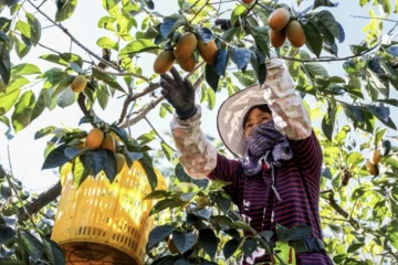 Cueillette des kakis dans une ferme près de Taichung, à Taïwan, le 12 décembre 2024 ( AFP / I-HWA CHENG )