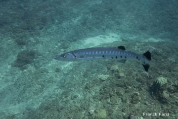 barracuda centre sécurité requin