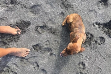 Un animal sauvé à la Pointe du Diable. (Photo Na Nah)