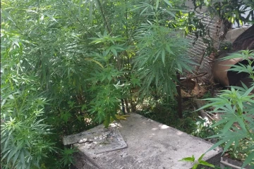 Lutte contre les stupéfiants : 37 pieds de cannabis ont été découverts à l’Entre-Deux