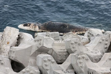 Une carcasse de cachalot au large de la Grande Chaloupe