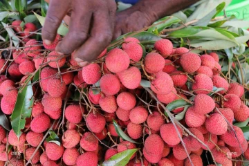 reportage légumes et fruits 