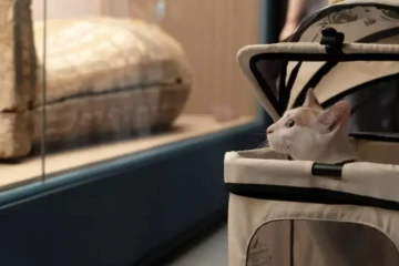 Un chat assiste à la "nuit des chats" au musée de Shanghai, pendant son exposition temporaire sur l'Egypte ancienne, le 27 juillet 2024 ( AFP / AGATHA CANTRILL )