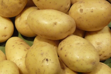 Pomme de terre