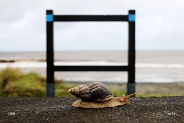escargot 