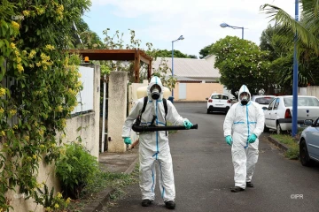 dengue 