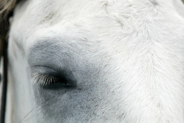 chevaux 