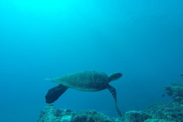 La tortue photographiée avec un fil de pêche n'est plus en danger