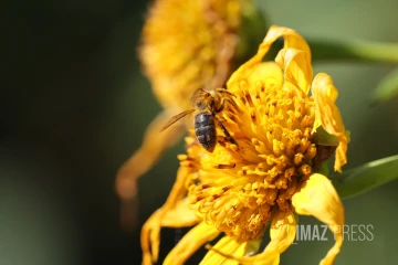 Abeille 