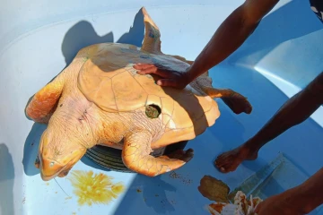 Kélonia : une tortue caouanne victime d'une morsure de requin