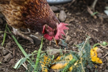 Poules déchets 