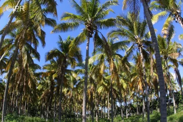 météo réunion 