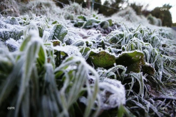 Givre plaine des cafres 