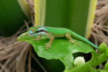 Gecko