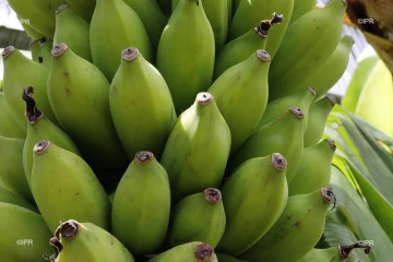 bananes 