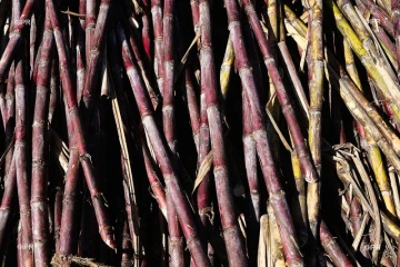 canne à sucre 