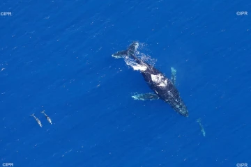 baleines 2017