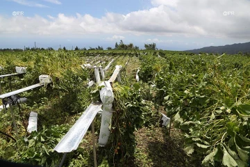 agriculture Piton Hyacinthe