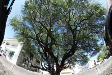 arbre