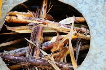 Canne à sucre 