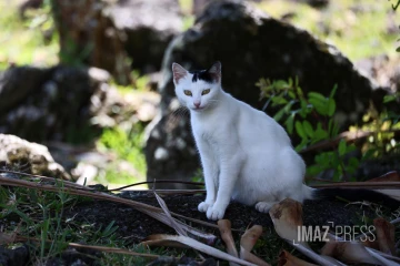 chat qui se lèche 