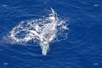 Baleine Saint-Paul