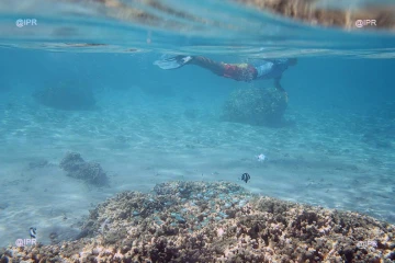 Lagon