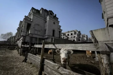 Des vaches au milieu d'un chantier inachevé de villas de luxe, dans la banlieue de Shenyang, le 31 mars 2023 dans le nord-est de la Chine ( AFP / Jade GAO )