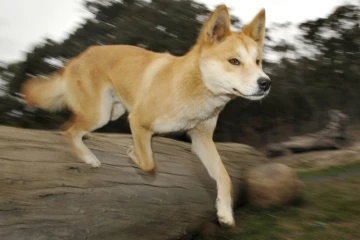 Des images inédites révèlent la vie secrète d'un dingo, chien sauvage d'Australie