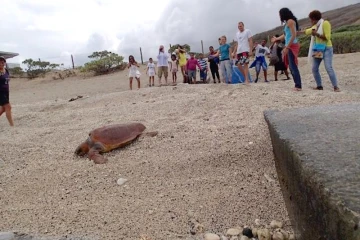 Tortue caouanne Gertrude 