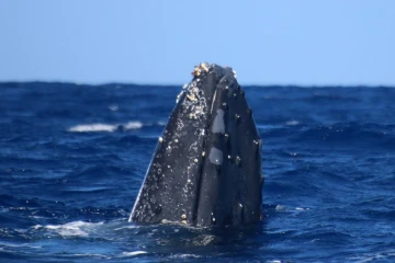 Sortie en mer de Globice Réunion