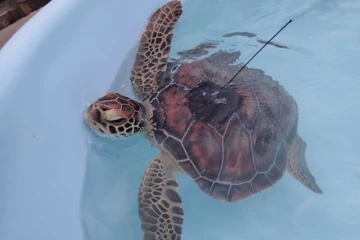 Tortues parrainées 