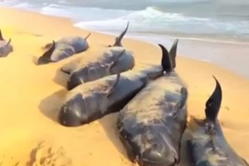 Baleine pilote