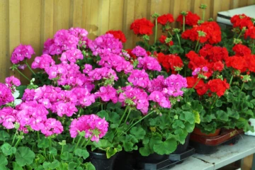 Appel à candidature marché aux fleurs