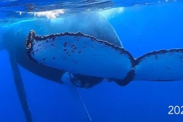 baleine à la pointe au sel juillet 2022