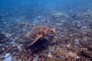 Bassin Pirogue : une tortue imbriquée récupérée par Kélonia