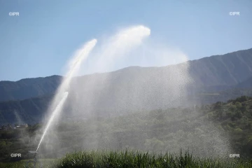 irrigation  canne à sucre 