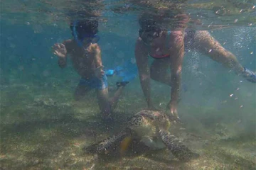 Tortues