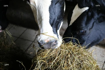 vaches 